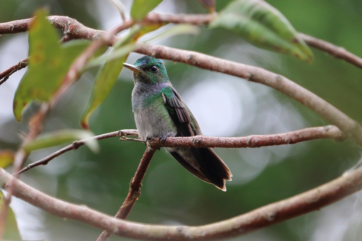 Charming Hummingbird - Alta Tanner