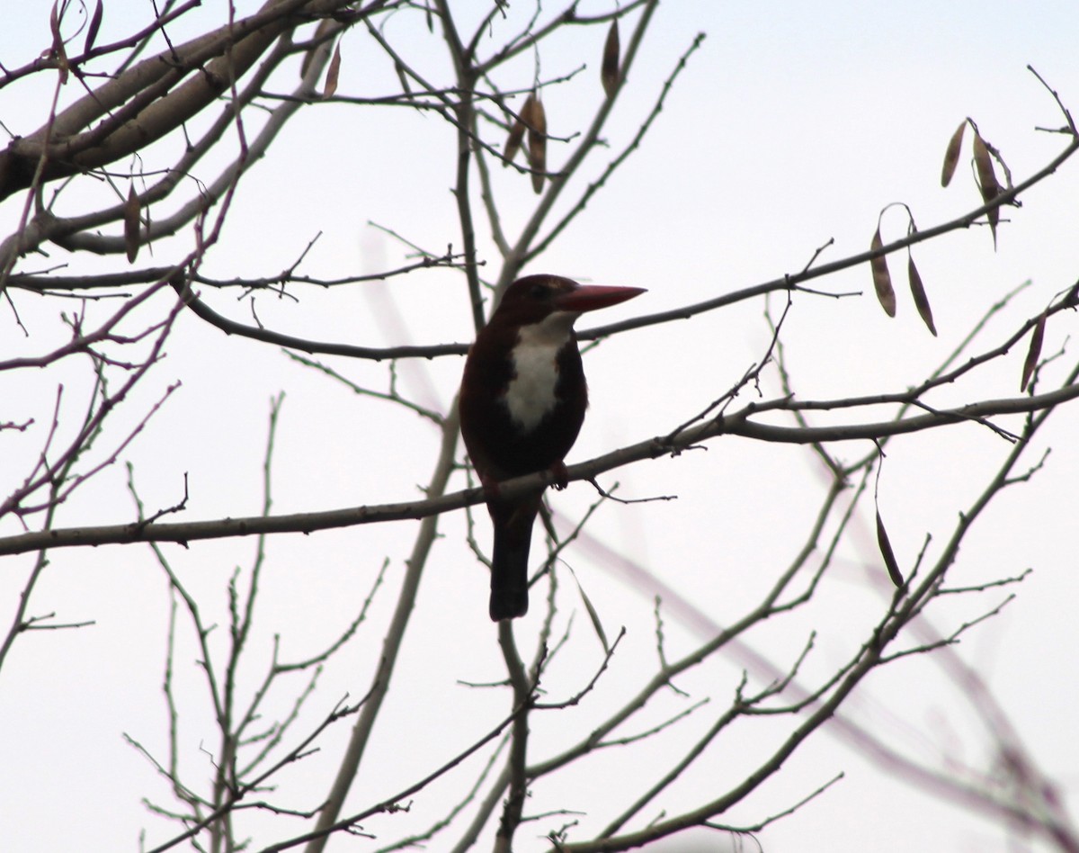 White-throated Kingfisher - Suresh  Rana