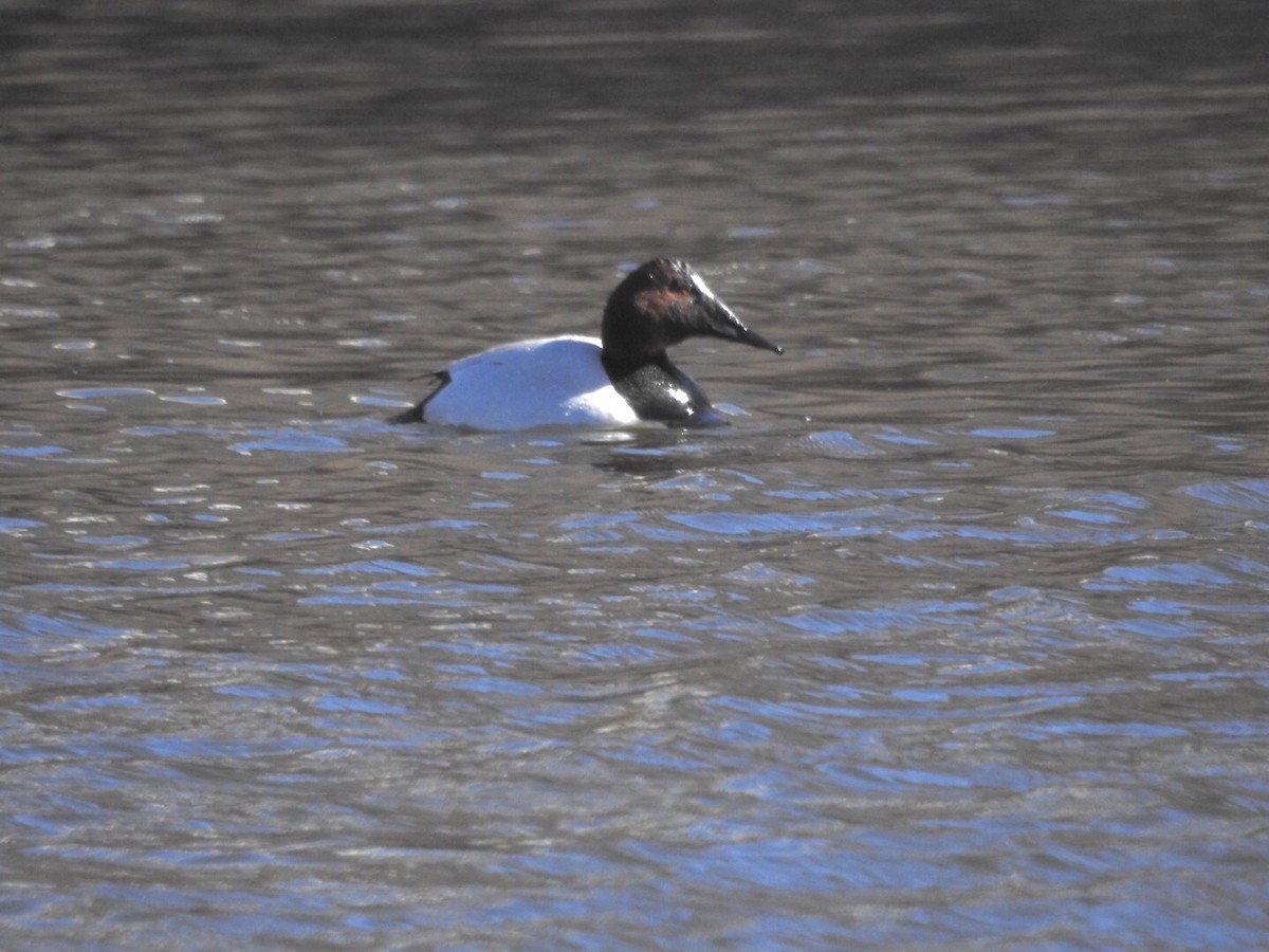 Canvasback - ML87802541