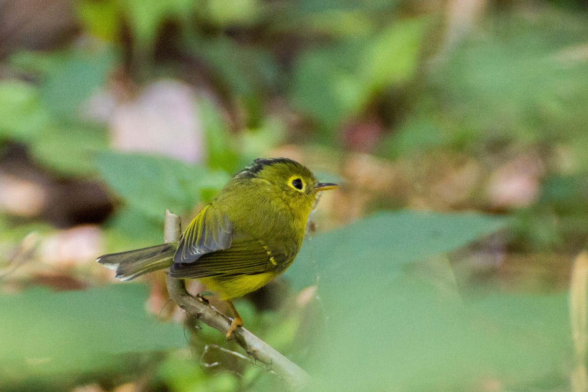 Whistler's Warbler - Tarun Menon