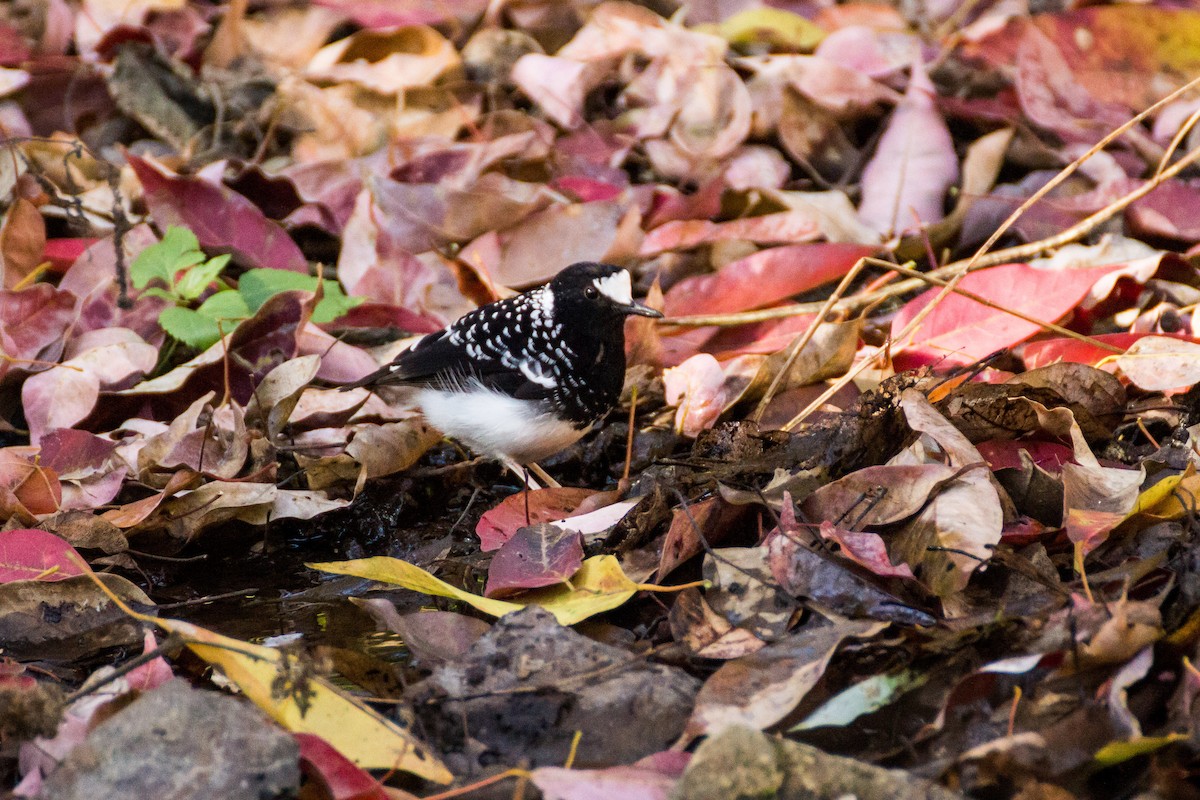 Spotted Forktail - ML87803591