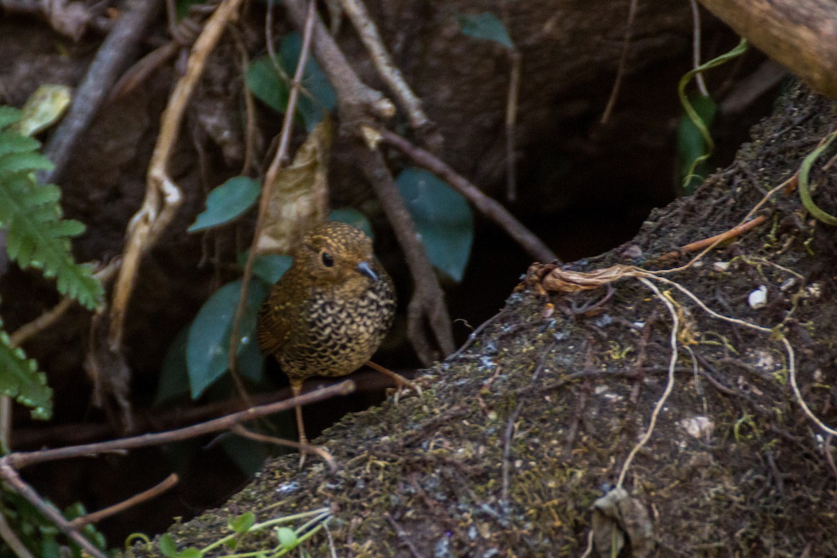 Scaly-breasted Cupwing (Himalayan) - ML87803771