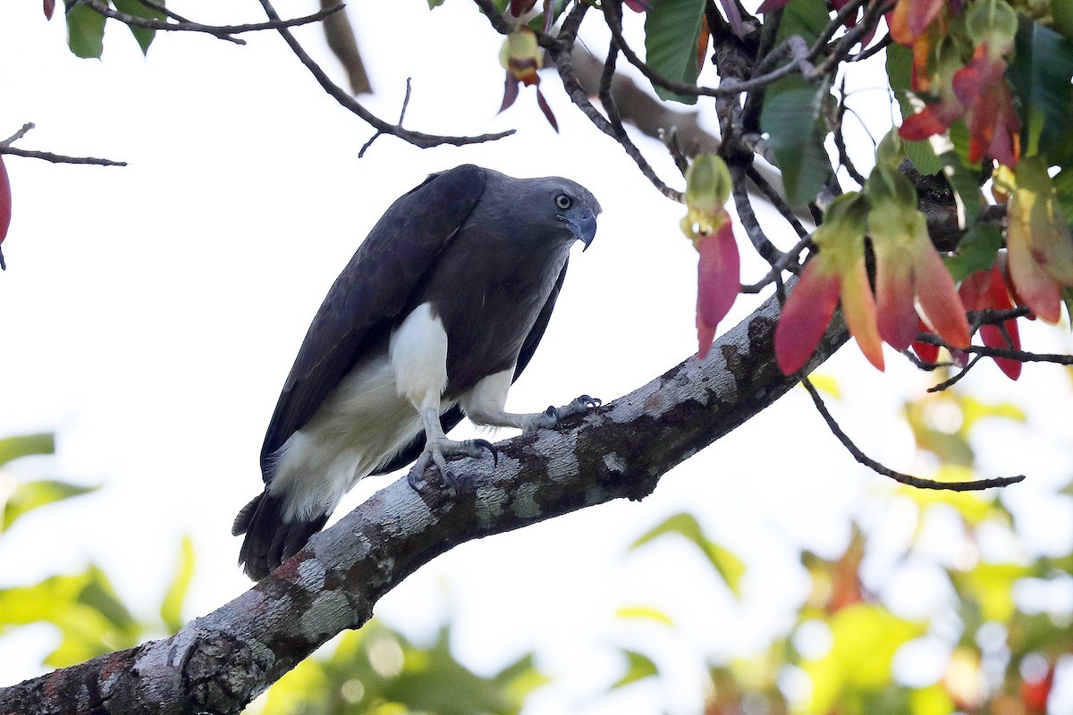 Lesser Fish-Eagle - ML87803791