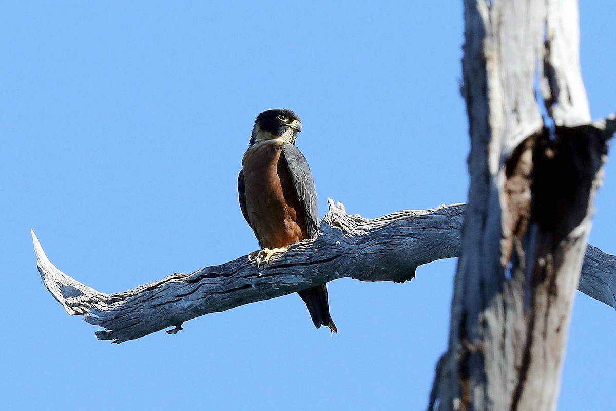 Oriental Hobby - 独行虾 Bird.soong