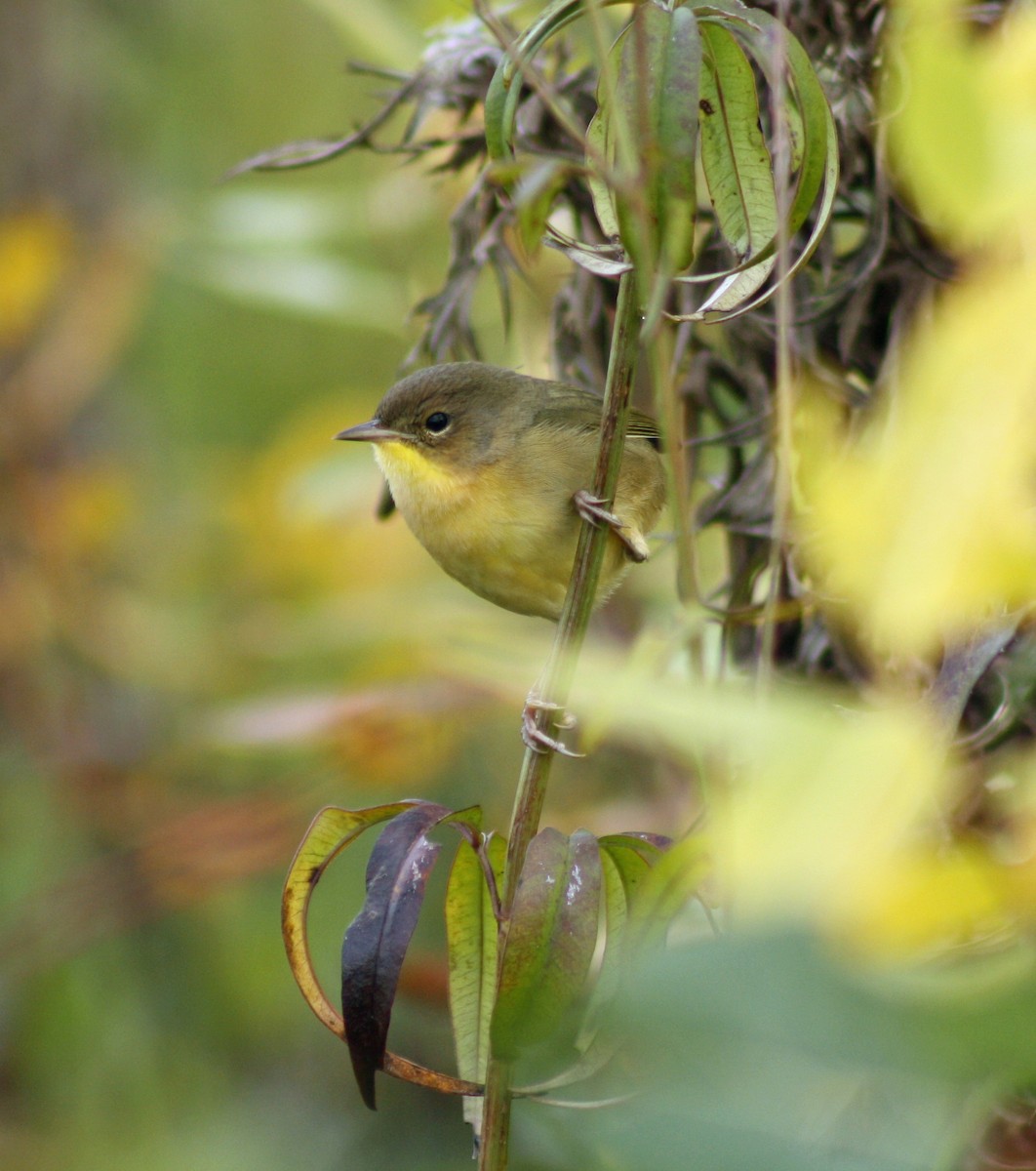 Common Yellowthroat - ML87806171