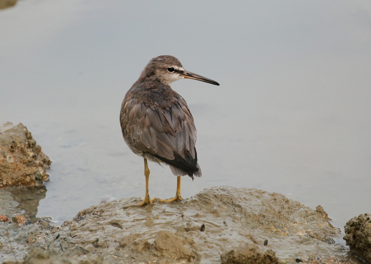 Grauschwanz-Wasserläufer - ML87806291