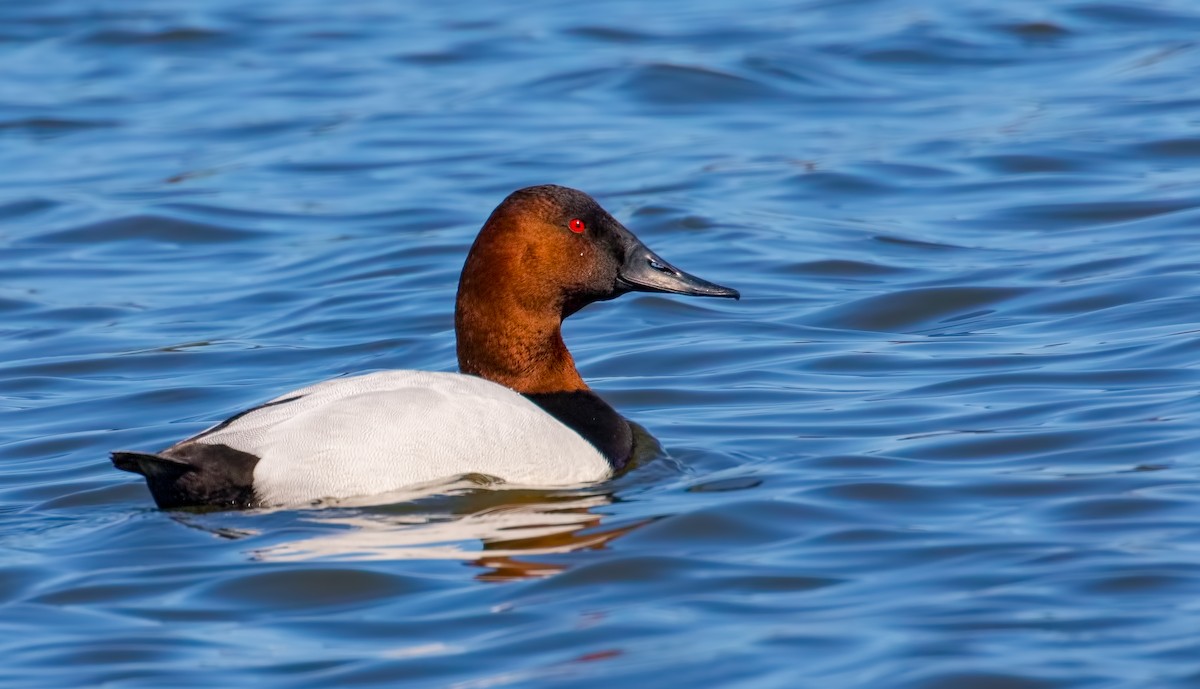 Canvasback - Michael Moore