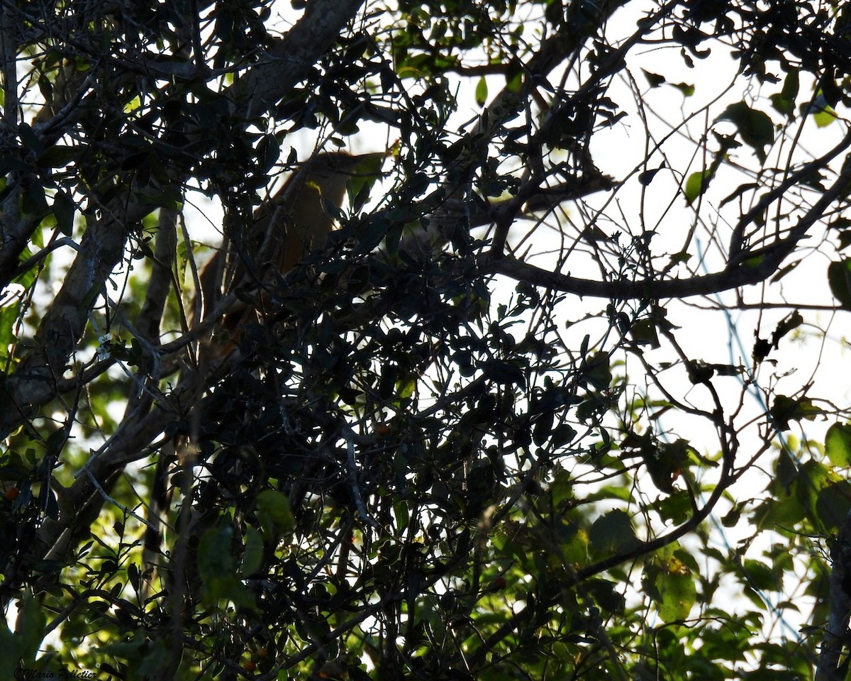 Great Lizard-Cuckoo - ML87807381