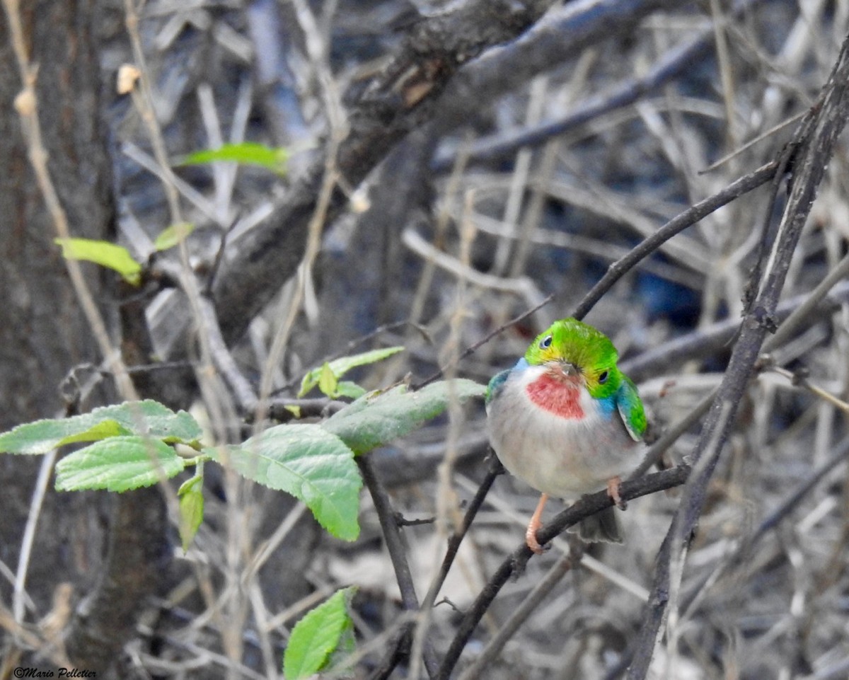 Cuban Tody - ML87807401