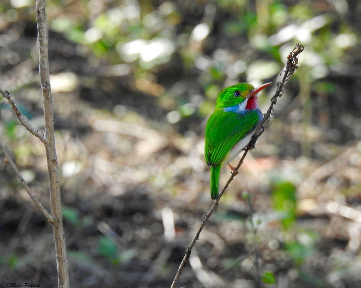 Cuban Tody - ML87807411