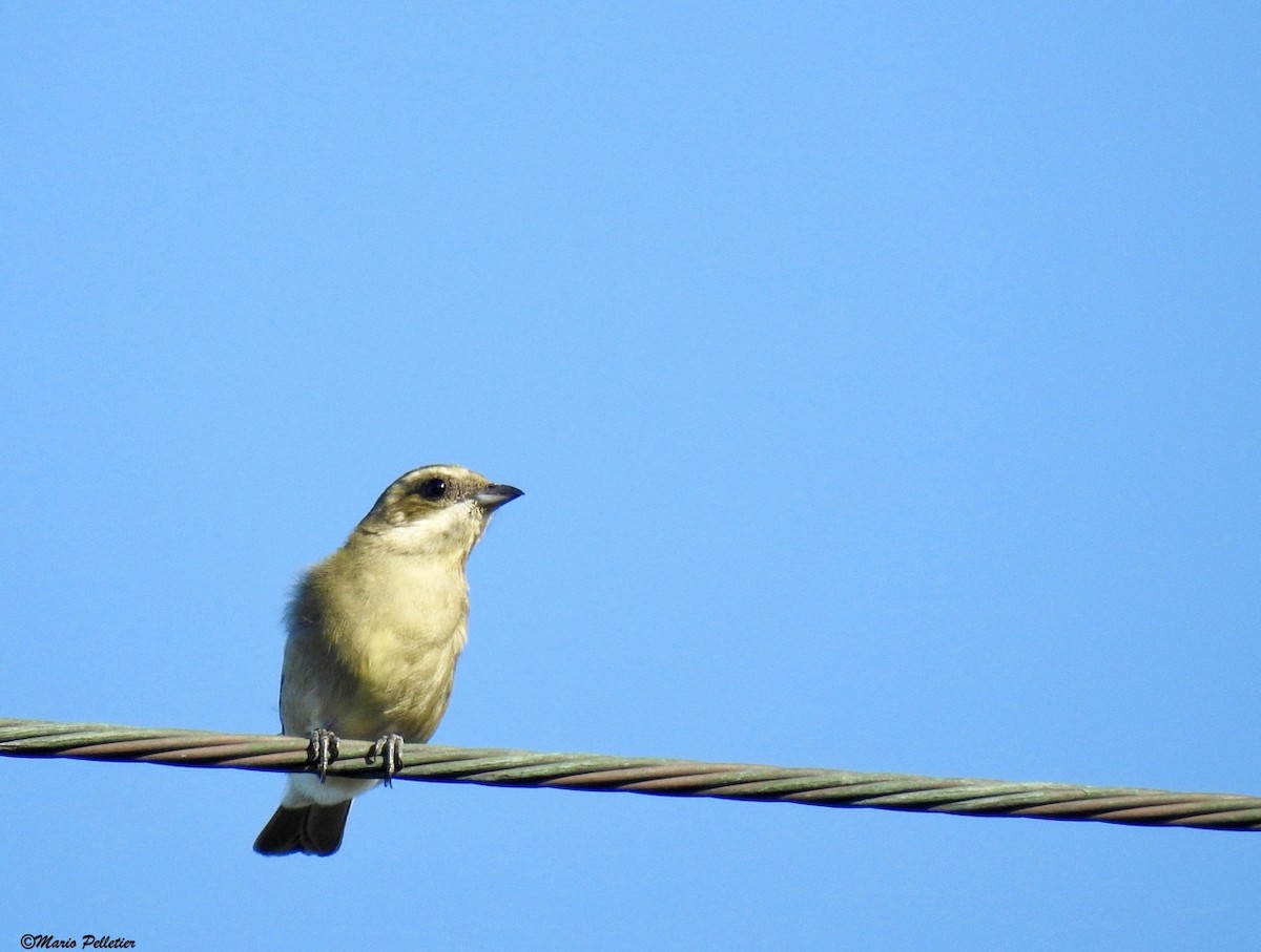 Western Spindalis - ML87807511