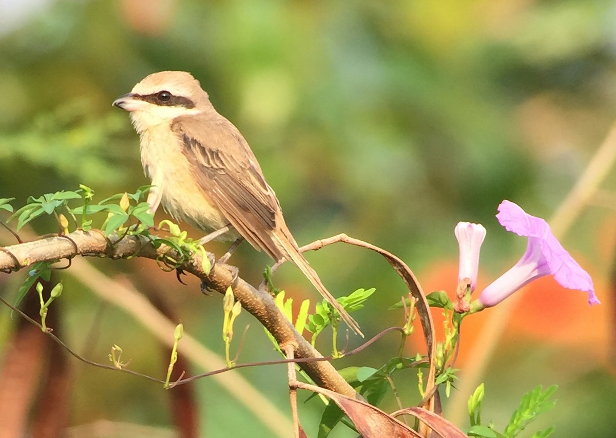 Brown Shrike - Martin Kennewell