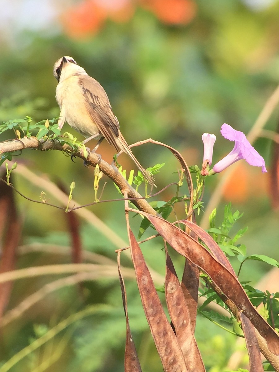 Brown Shrike - Martin Kennewell