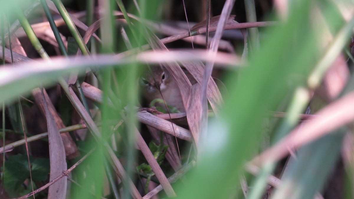 Booted Warbler - Martin Kennewell