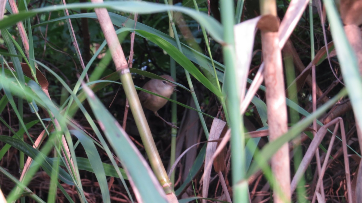 Booted Warbler - ML87807661