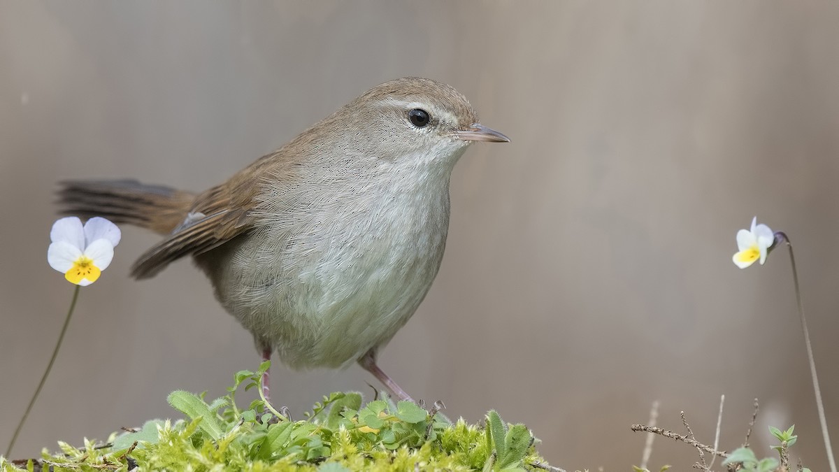 Cetti's Warbler - ML87810741