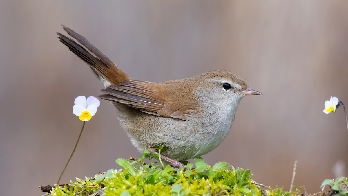 Cetti's Warbler - ML87810761