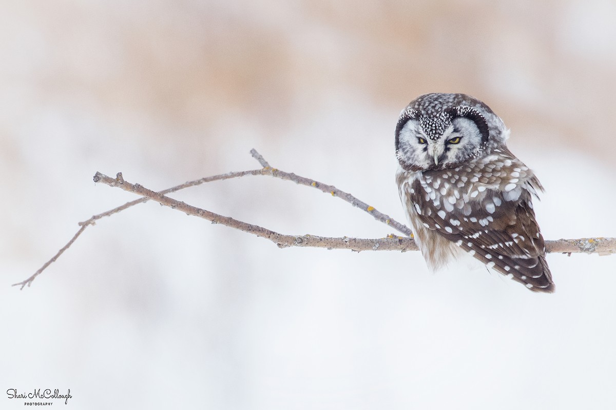 Boreal Owl - Shari  McCollough