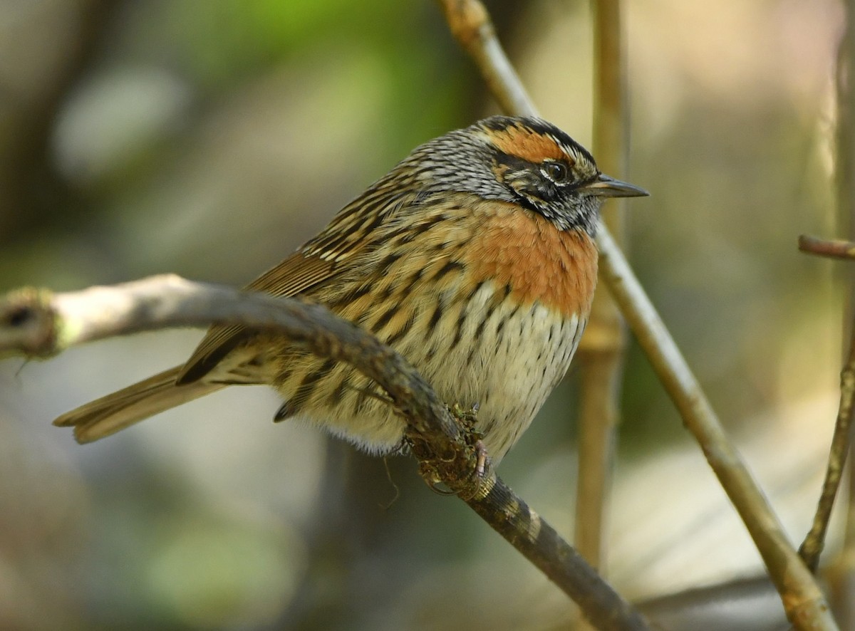 Rufous-breasted Accentor - Vinoba Anand