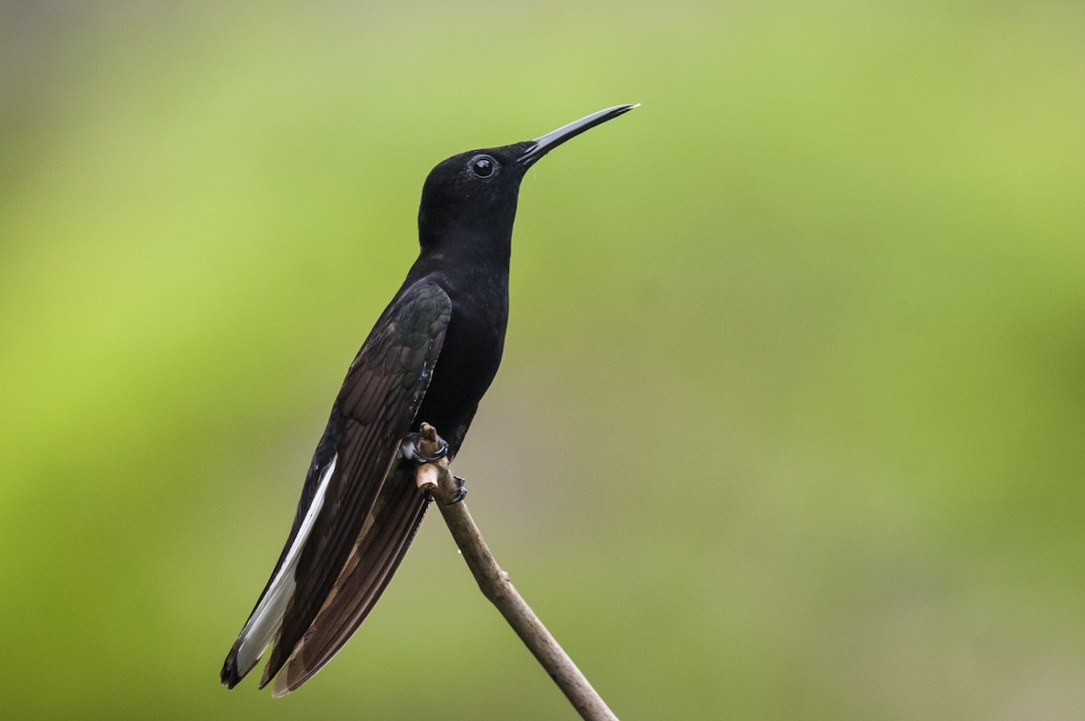 kolibřík černobílý - ML87816591