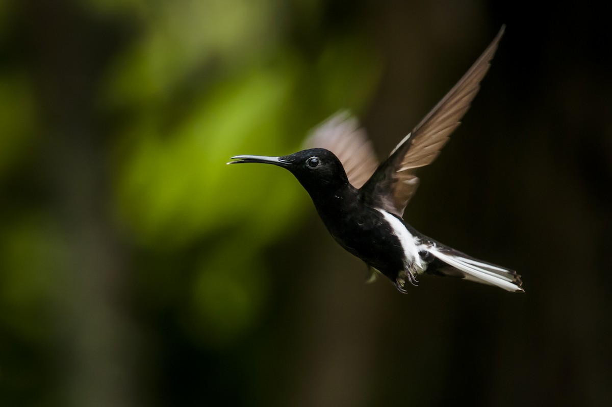 kolibřík černobílý - ML87818661
