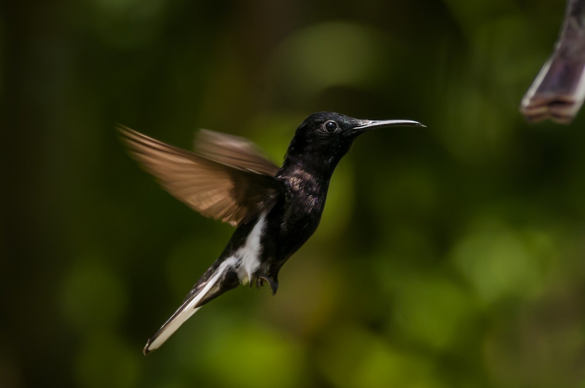 kolibřík černobílý - ML87818721