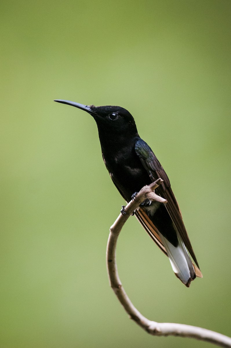 kolibřík černobílý - ML87818971