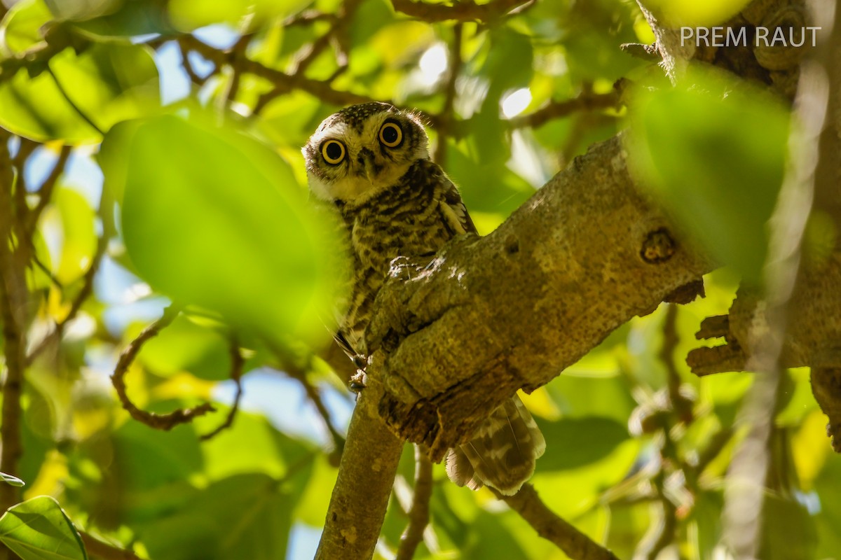 Spotted Owlet - ML87819071