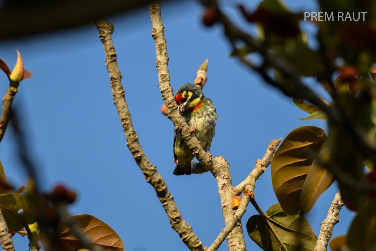 Coppersmith Barbet - ML87819091