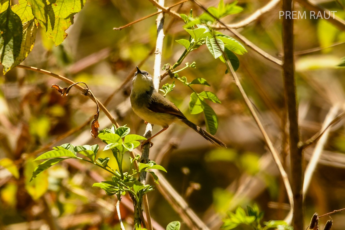 Gray-breasted Prinia - ML87819441