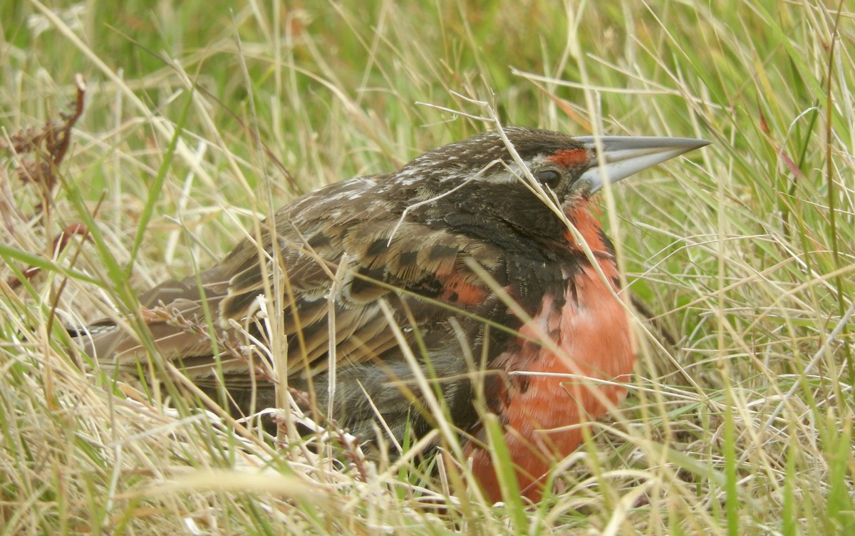 Long-tailed Meadowlark - Noam Markus