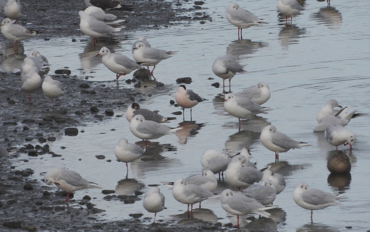 Franklin's Gull - Noam Markus