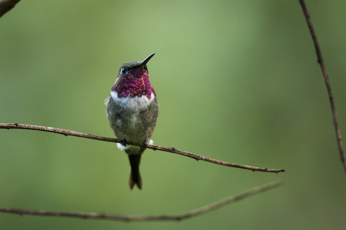 Amethyststernkolibri - ML87822101