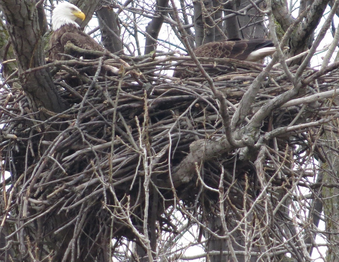 Bald Eagle - ML87822571