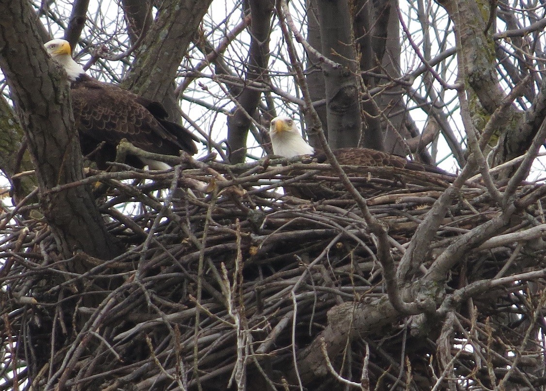 Bald Eagle - ML87822591