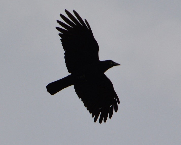 American Crow - ML87822891