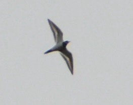 Killdeer - ML87822931