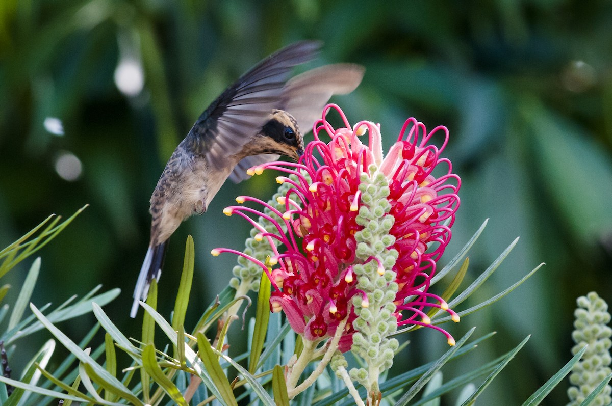 kolibřík šupinkohrdlý - ML87824161