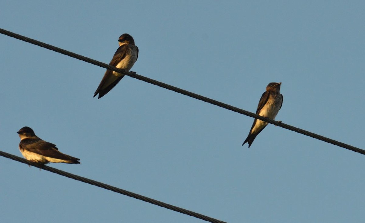 Gray-breasted Martin - ML87824391