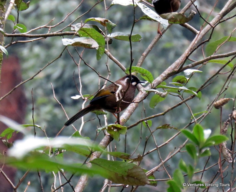 Black-faced Laughingthrush - ML87825211