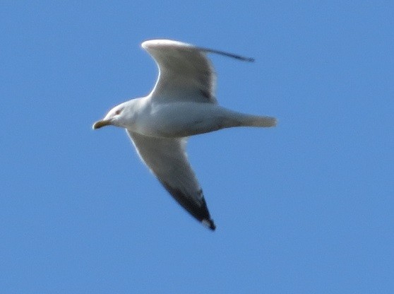 Herring Gull - ML87825651