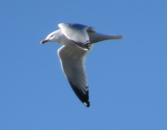 Herring Gull - ML87825661