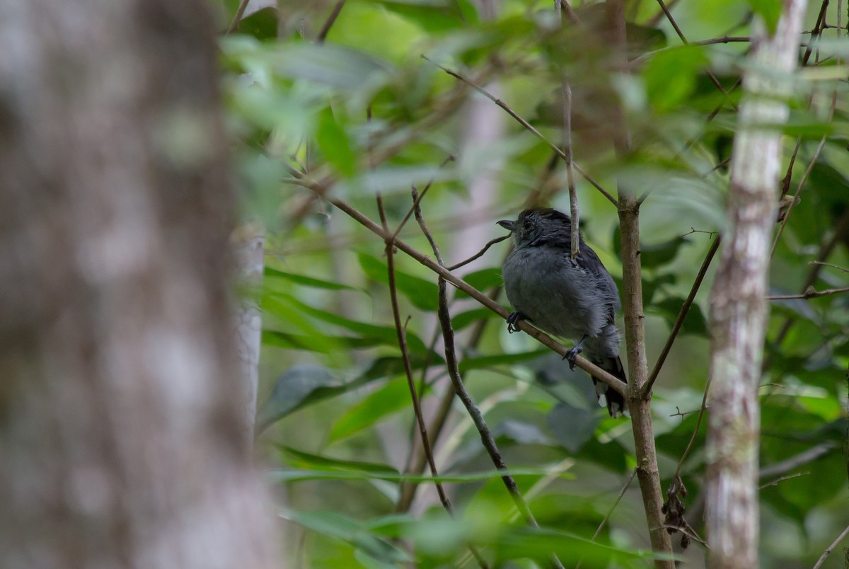 Variable Antshrike - ML87826341