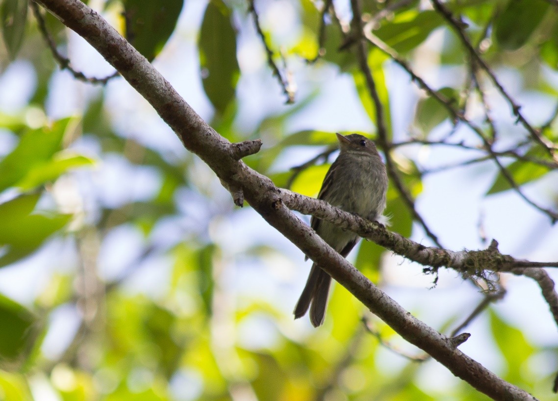 Euler's Flycatcher - ML87826381