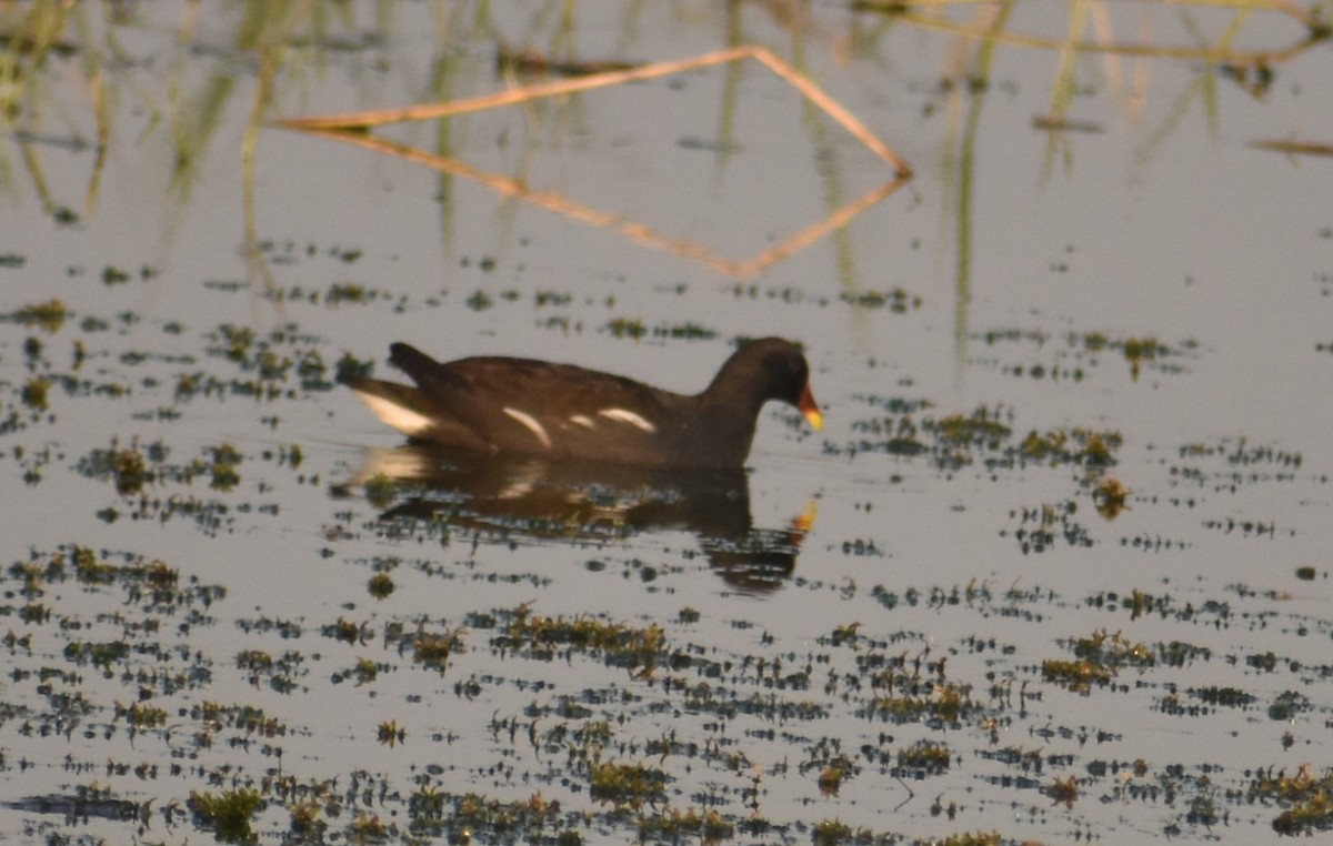 Gallinule poule-d'eau - ML87826451