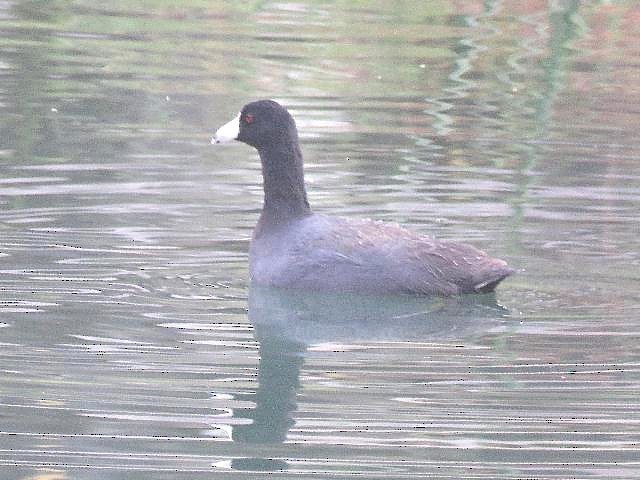 American Coot - ML87826781