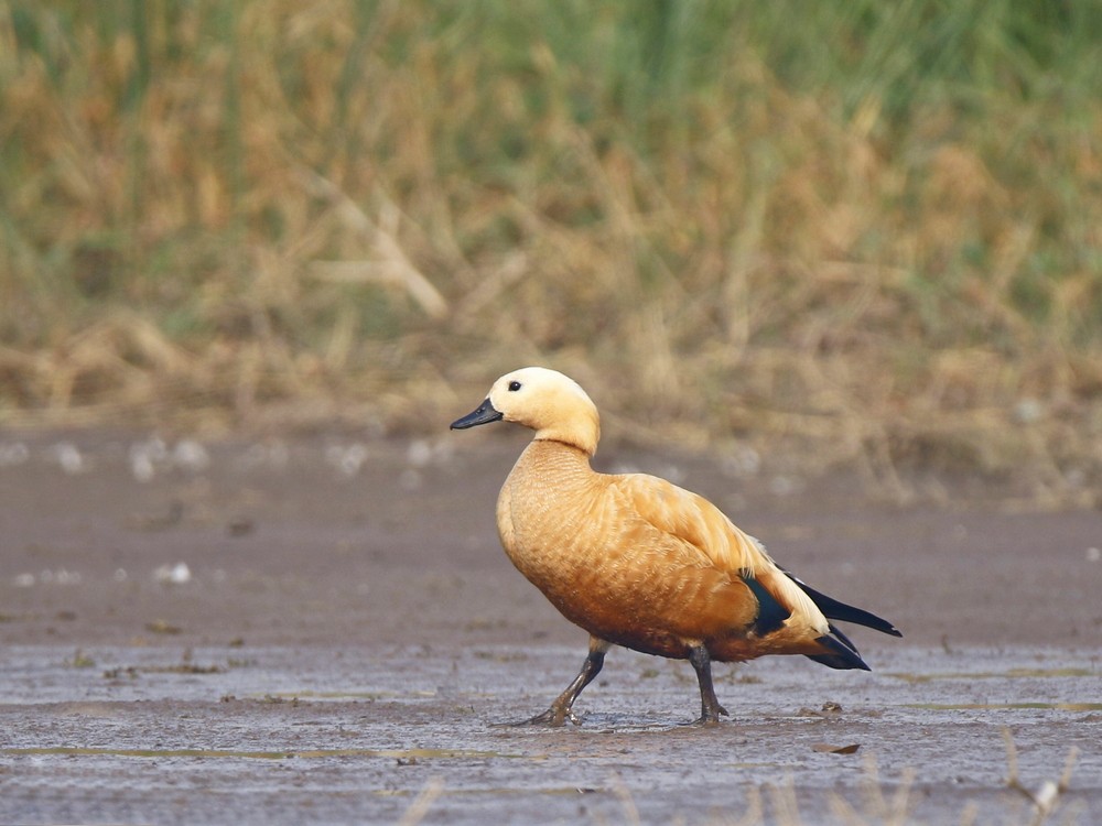 Ruddy Shelduck - Subhadra Devi