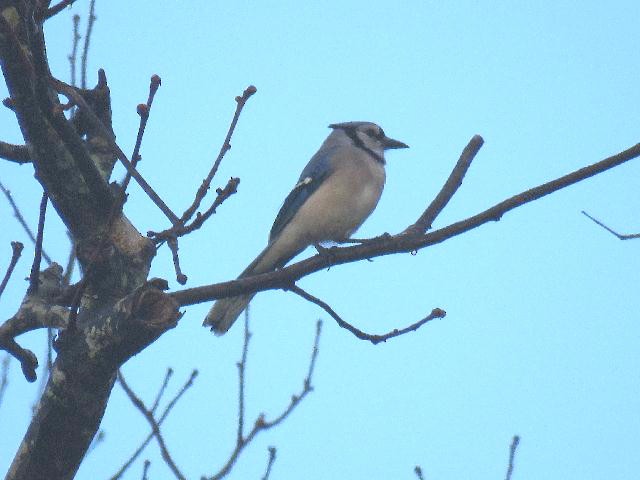 Blue Jay - ML87827201