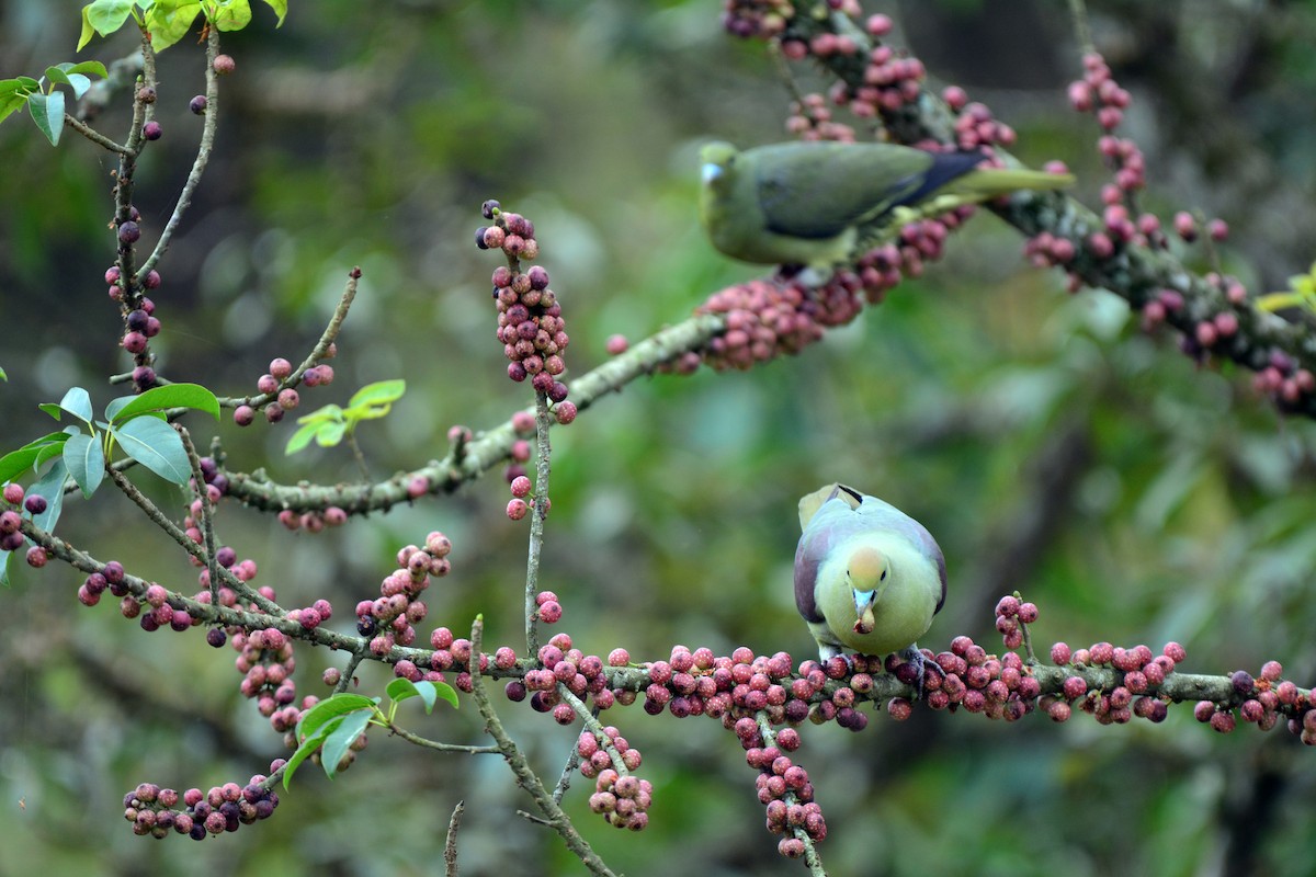 Тайваньский зелёный голубь (formosae/filipinus) - ML87828811