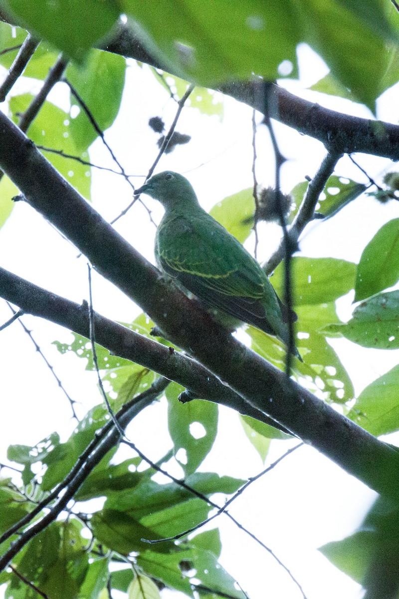 Superb Fruit-Dove - ML87832541